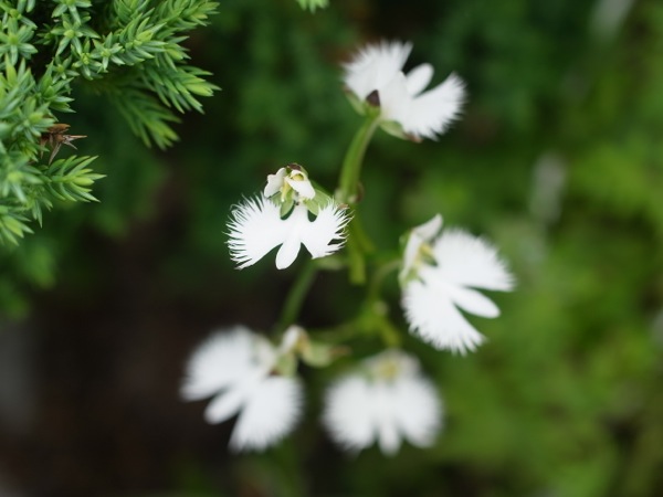 f:id:elmikamino:20110802094536j:image
