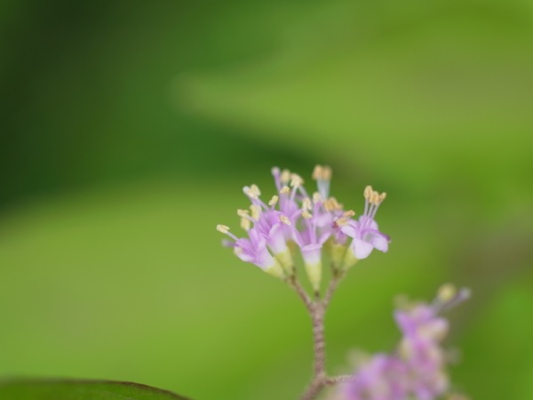 f:id:elmikamino:20110802095130j:image