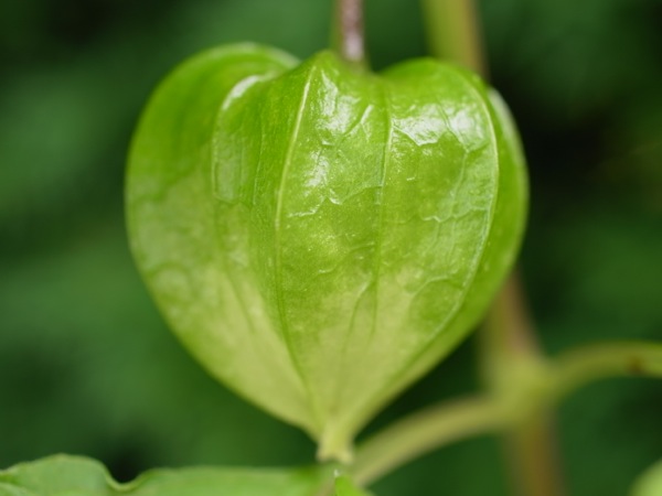 f:id:elmikamino:20110802095345j:image