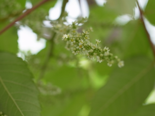 f:id:elmikamino:20110802095548j:image