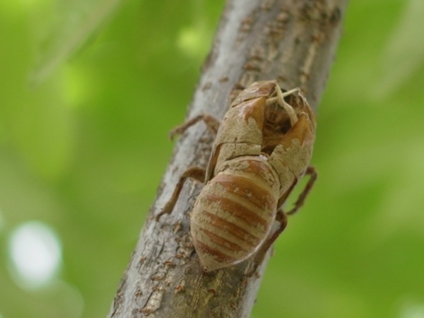 f:id:elmikamino:20110802095710j:image