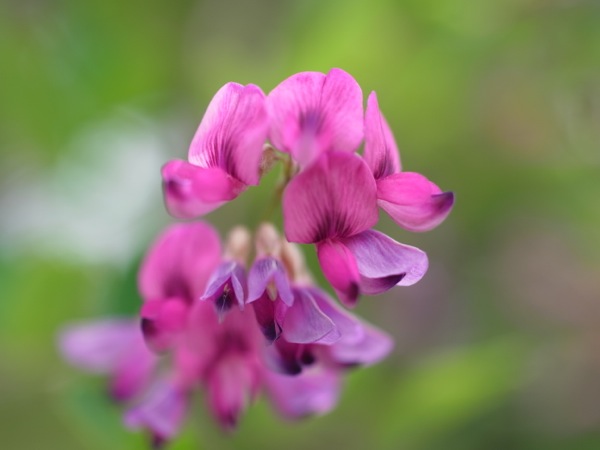 f:id:elmikamino:20110802100413j:image