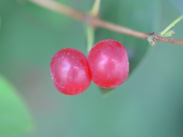 f:id:elmikamino:20110802100919j:image