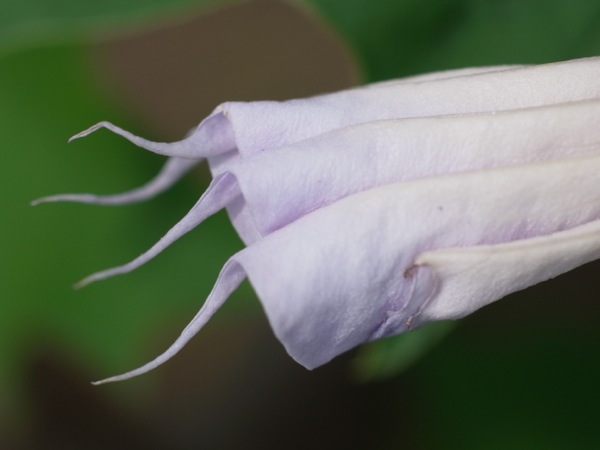 f:id:elmikamino:20110802101555j:image