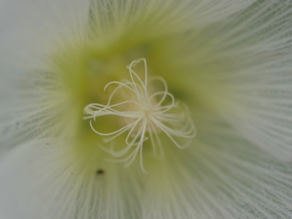 f:id:elmikamino:20110802102552j:image