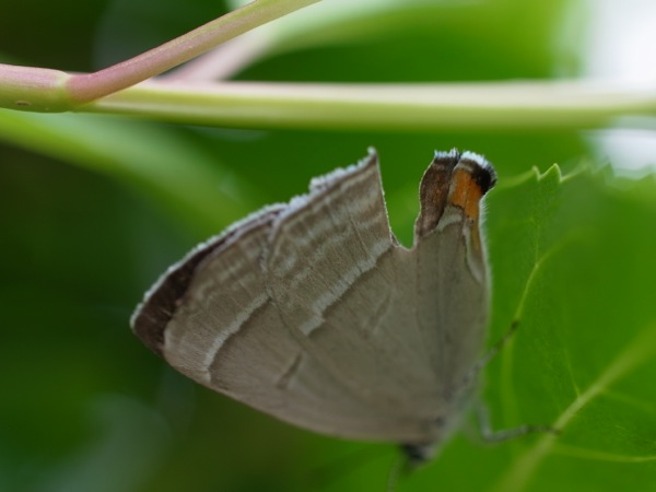 f:id:elmikamino:20110802103204j:image