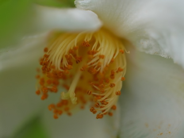 f:id:elmikamino:20110802103246j:image