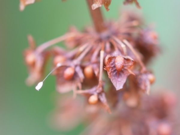 f:id:elmikamino:20110802103553j:image