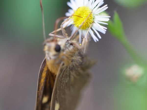 f:id:elmikamino:20110802103656j:image