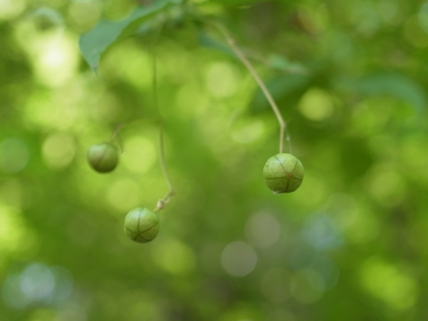 f:id:elmikamino:20110803105548j:image