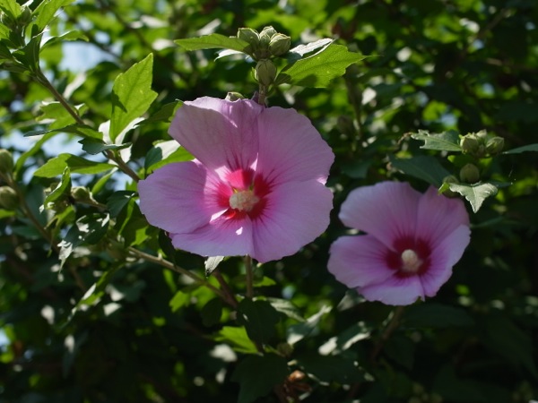 f:id:elmikamino:20110803114041j:image