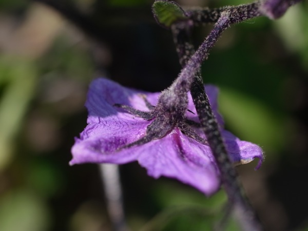 f:id:elmikamino:20110803114708j:image