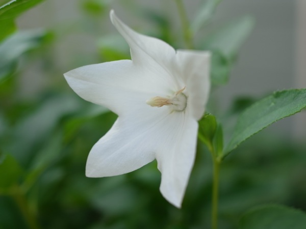f:id:elmikamino:20110806083441j:image