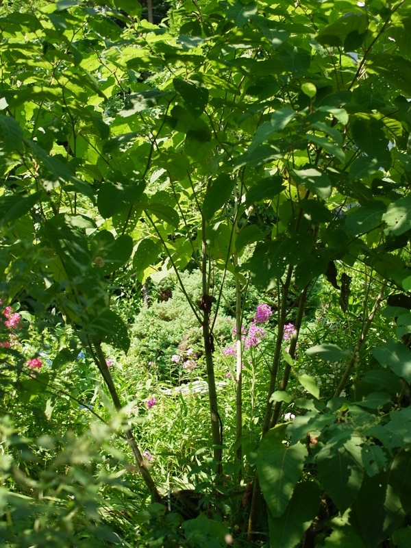 f:id:elmikamino:20110808100223j:image