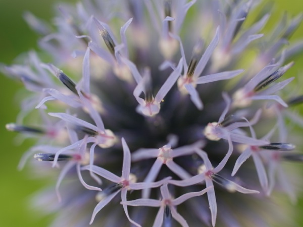 f:id:elmikamino:20110808100738j:image