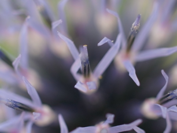 f:id:elmikamino:20110808100745j:image