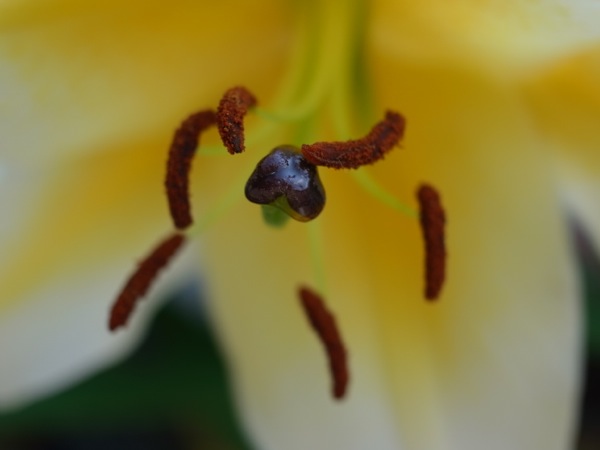 f:id:elmikamino:20110808100954j:image