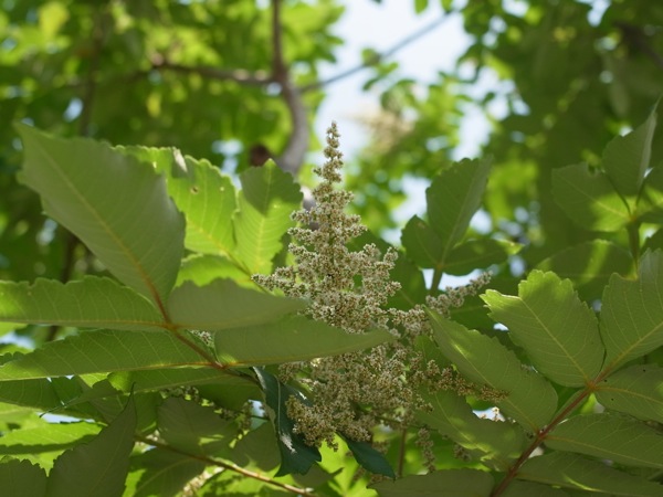 f:id:elmikamino:20110808101712j:image
