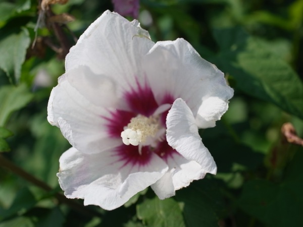 f:id:elmikamino:20110808102048j:image