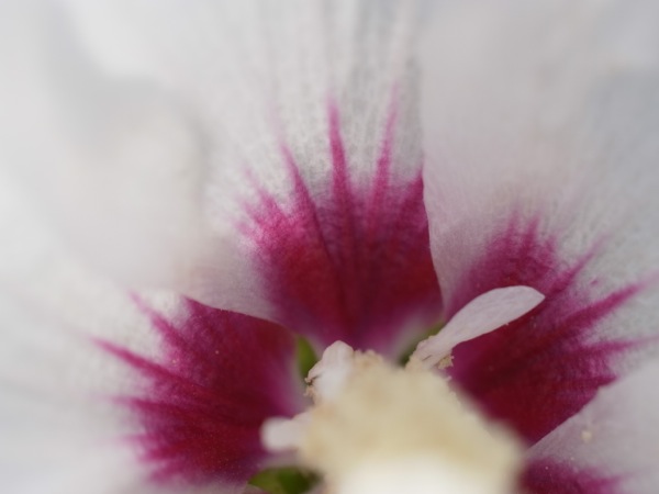 f:id:elmikamino:20110808102103j:image