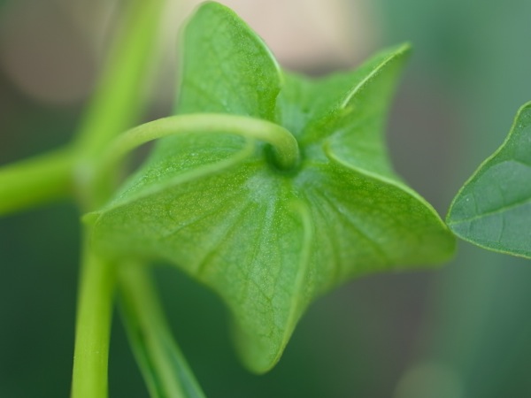 f:id:elmikamino:20110808103601j:image
