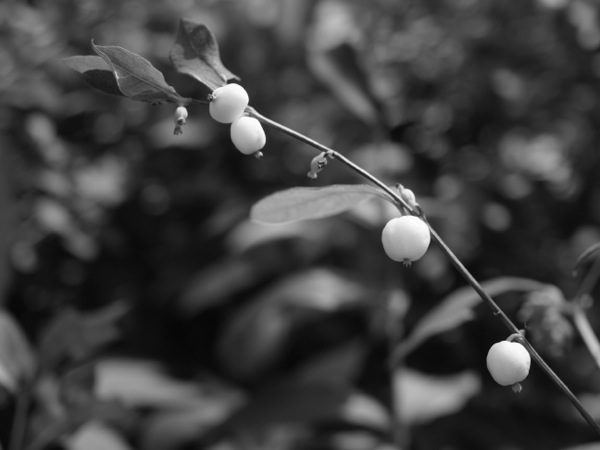 f:id:elmikamino:20110808105408j:image