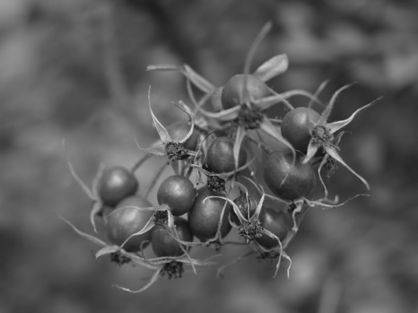 f:id:elmikamino:20110808105545j:image