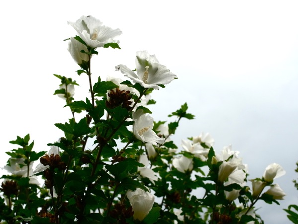 f:id:elmikamino:20110810095143j:image f:id:elmikamino:20110810095143j:image