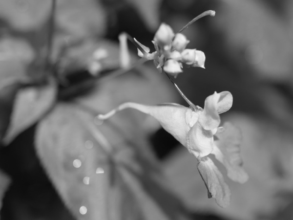 f:id:elmikamino:20110810095933j:image f:id:elmikamino:20110810095933j:image