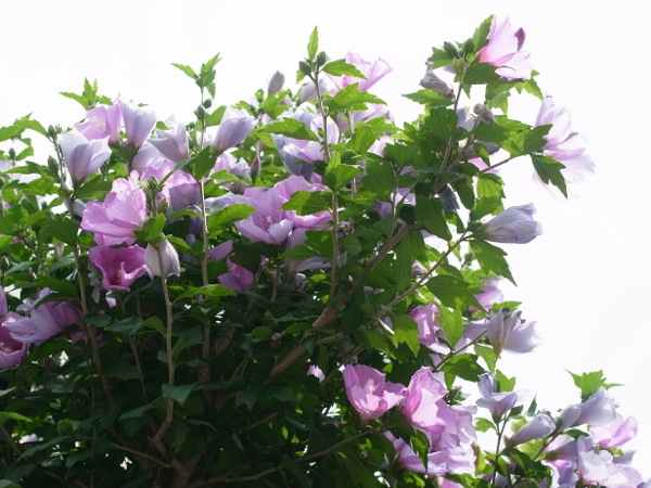 f:id:elmikamino:20110810100410j:image f:id:elmikamino:20110810100410j:image