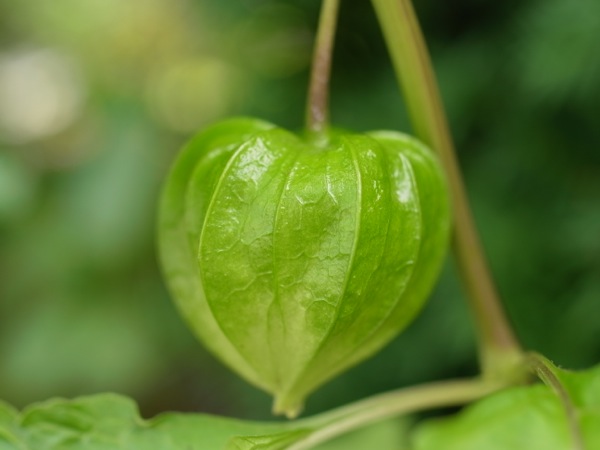 f:id:elmikamino:20110810100917j:image f:id:elmikamino:20110810100917j:image