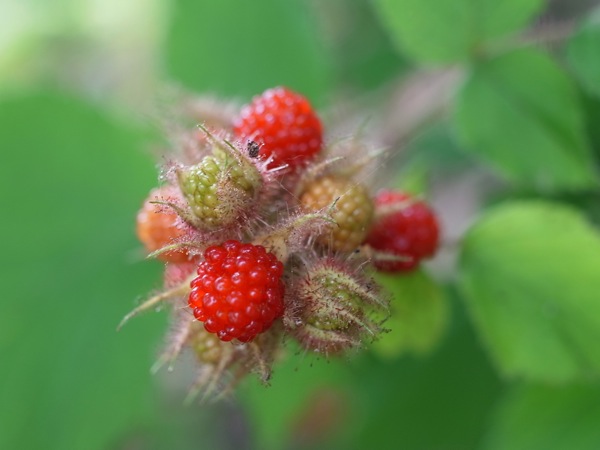 f:id:elmikamino:20110810101100j:image f:id:elmikamino:20110810101100j:image