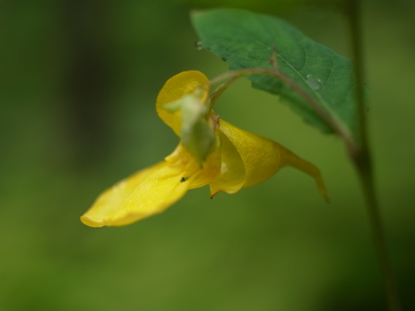 f:id:elmikamino:20110810101727j:image f:id:elmikamino:20110810101727j:image
