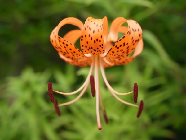 f:id:elmikamino:20110810102435j:image f:id:elmikamino:20110810102435j:image