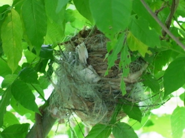 f:id:elmikamino:20110814100255j:image