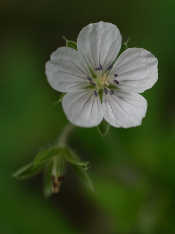f:id:elmikamino:20110818113108j:image