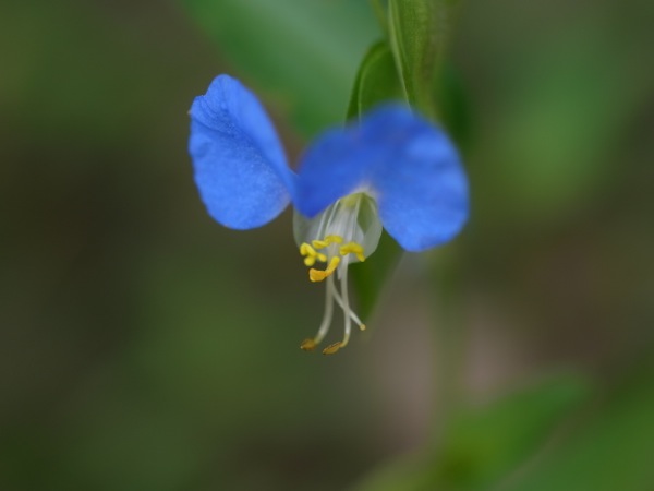 f:id:elmikamino:20110818113133j:image