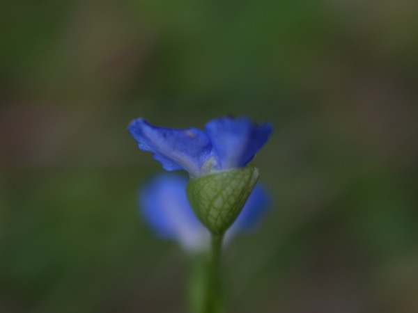 f:id:elmikamino:20110818113211j:image