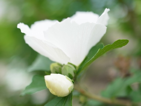 f:id:elmikamino:20110818114041j:image