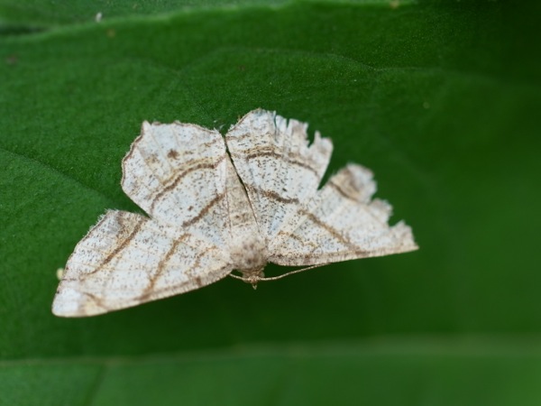 f:id:elmikamino:20110818115400j:image