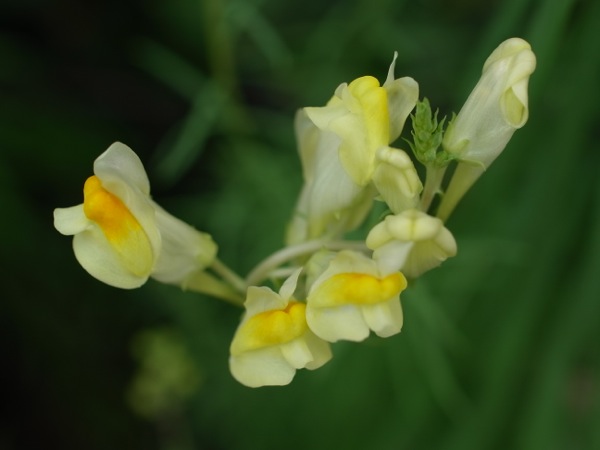 f:id:elmikamino:20110818115642j:image