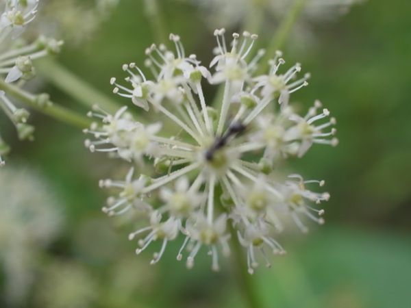 f:id:elmikamino:20110818120019j:image