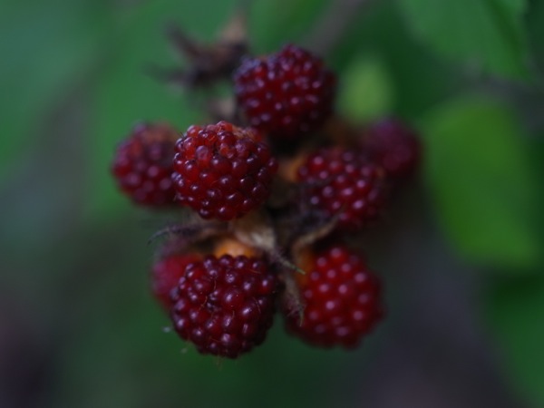 f:id:elmikamino:20110818120129j:image