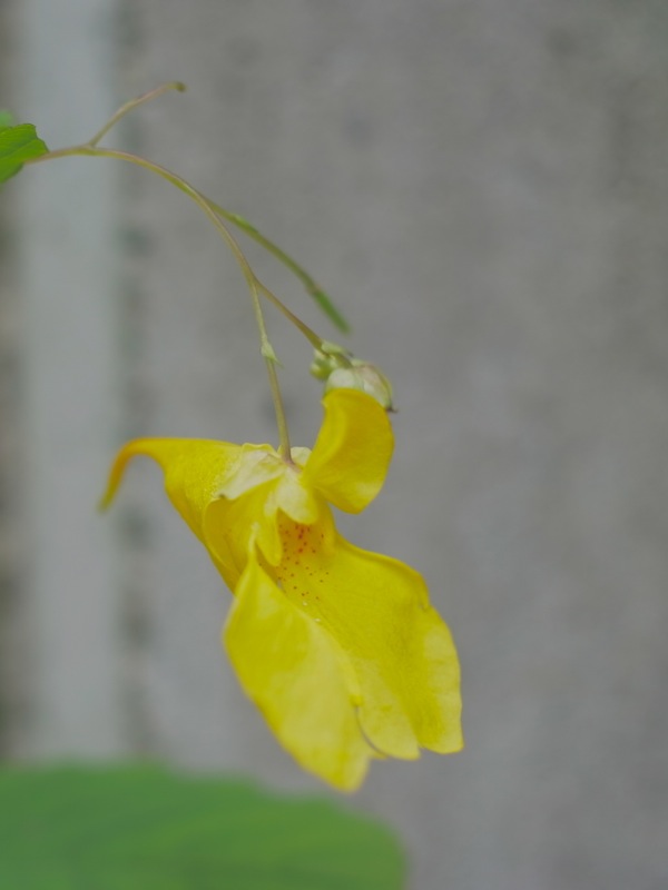 f:id:elmikamino:20110818120242j:image