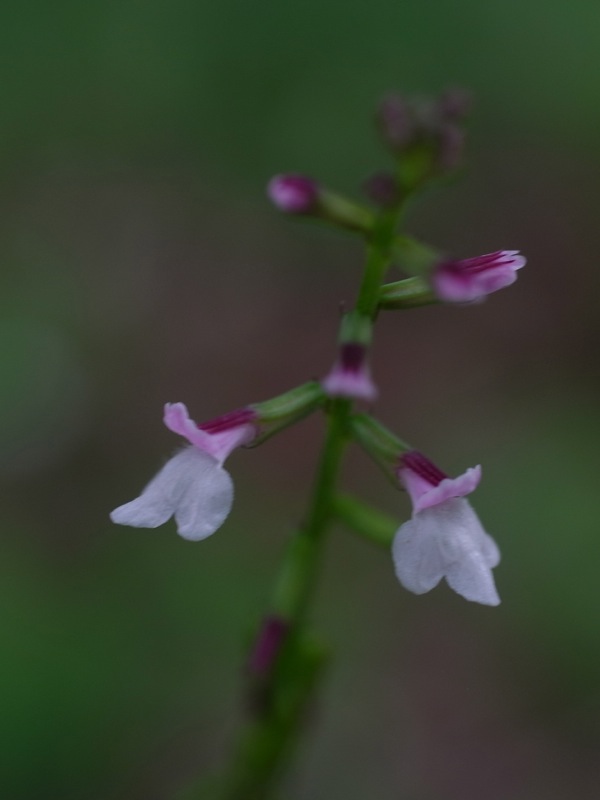 f:id:elmikamino:20110818120542j:image