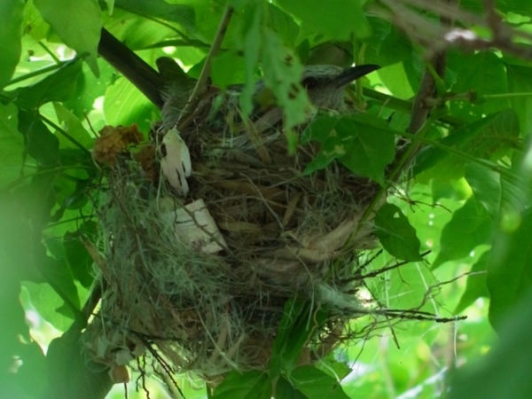 f:id:elmikamino:20110821112449j:image