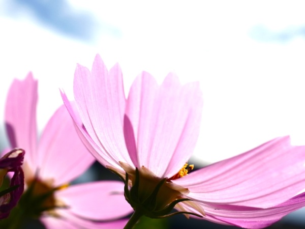 f:id:elmikamino:20110821112902j:image