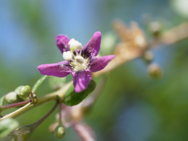 f:id:elmikamino:20110821113047j:image