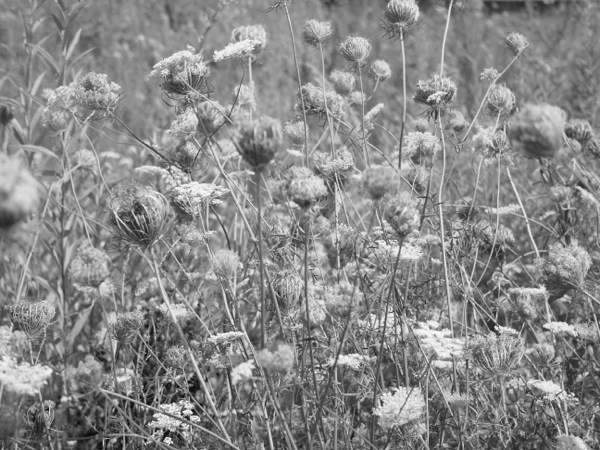 f:id:elmikamino:20110821114224j:image