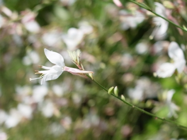 f:id:elmikamino:20110821114419j:image